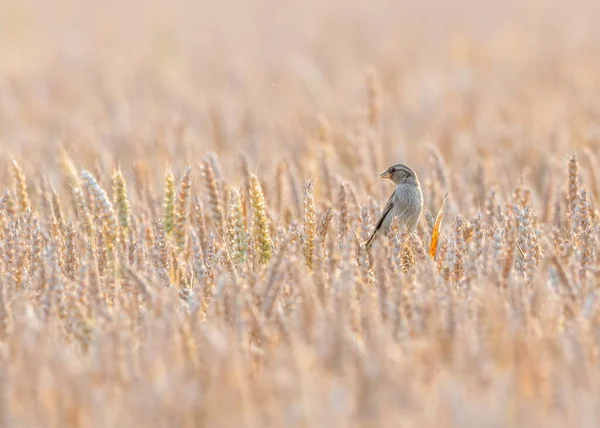 Beautiful Female Sparrow Standing Wheat Field — Stock Photo, Image