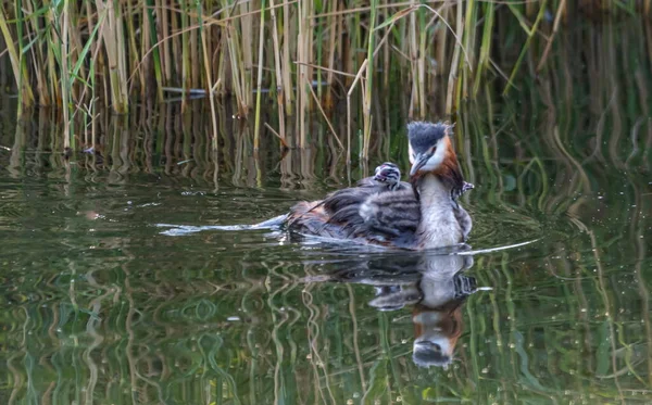 葦の前に水の湖に浮かんでいる偉大な胸肉 Podicepsの危機 および赤ちゃん — ストック写真