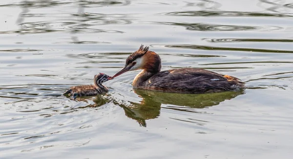 Great Crested Grebe Duck Podiceps Cristatus Babies Floating Water Lake — Stock Photo, Image