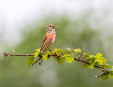 Common linnet, Linaria cannabina, bird standing on a branch clipart