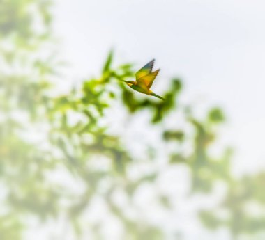 Avrupa arısı yiyen bir kuş, Merops Apiaster, Cenevre, İsviçre