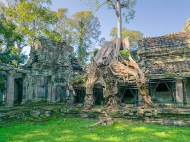 Angkor, Kamboçya 'daki Preah Khan Wat tapınağının yıkıntısı.
