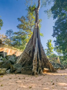 Angkor, Kamboçya 'da muhteşem ağacı olan eski Ta Prohm Wat tapınağının yıkıntısı.