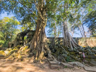 Angkor, Kamboçya 'da muhteşem ağacı olan eski Ta Prohm Wat tapınağının yıkıntısı.
