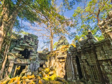 Angkor, Kamboçya 'daki Ta Prohm Wat tapınağının yıkıntısı.