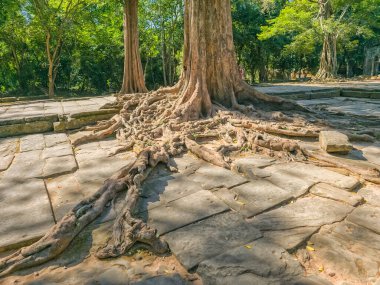 Angkor, Kamboçya 'da muhteşem ağacı olan eski Ta Prohm Wat tapınağının yıkıntısı.