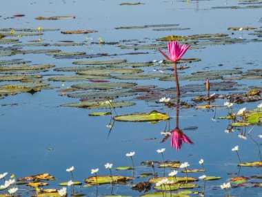 Angkor, Kamboçya 'daki güzel su bataklığı Jayatataka Baray