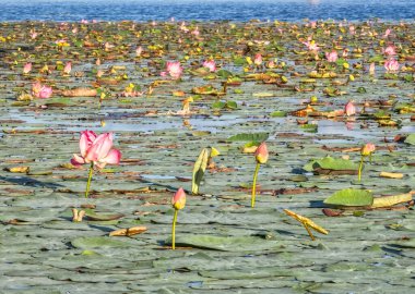 Beautiful water swamp Jayatataka Baray in Angkor, Cambodia clipart