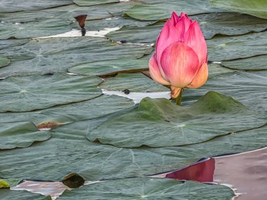 Close up on lily lotus flower in beautiful water swamp Jayatataka Baray in Angkor, Cambodia clipart