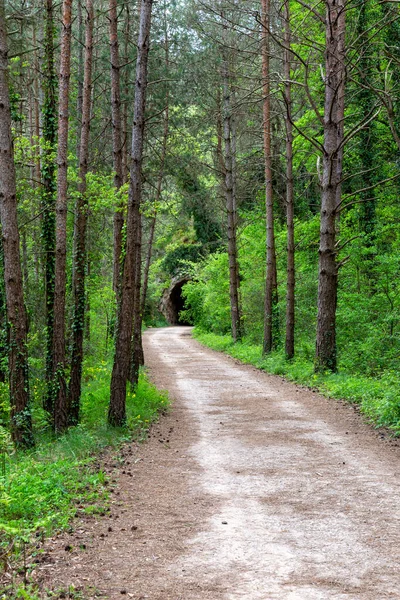 Ormandan Geçerek Tünele Giden Yol — Stok fotoğraf