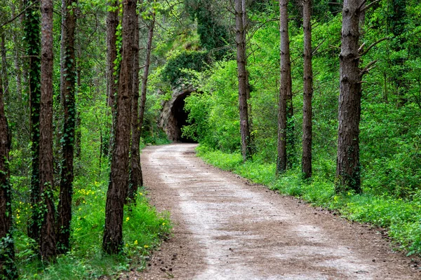 穿过森林走向隧道的路 图库照片