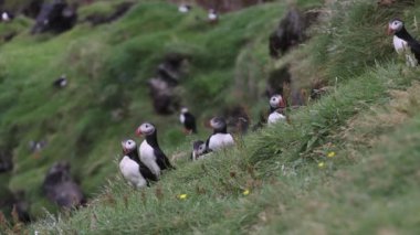 Vestmannaeyjar Adası İzlanda 'da oyuncu martılar