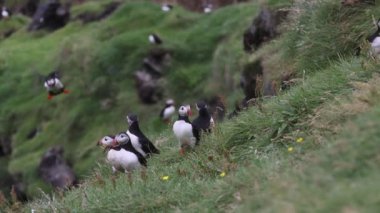 Vestmannaeyjar Adası İzlanda 'da oyuncu martılar