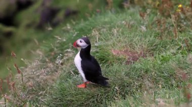 Vestmannaeyjar Adası İzlanda 'da oyuncu martılar