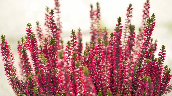 Pink Heather Close View Shallow Depth Field — Stock Photo, Image