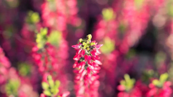Pink Heather Close View Shallow Depth Field — Stock Photo, Image
