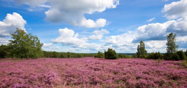 pembe heather manzara mavi gökyüzü ile