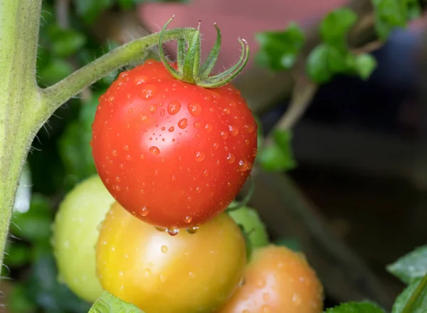 雨后葡萄藤上成熟的未成熟的西红柿 — 图库照片