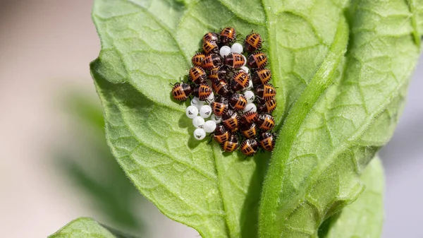 Las Larvas Los Huevos Del Insecto Marrón Olor Marmorado Una Imágenes De Stock Sin Royalties Gratis