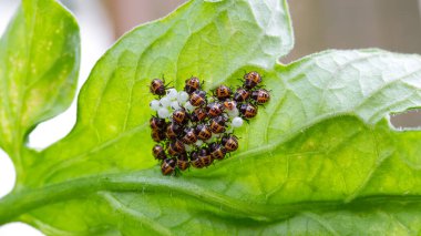Yaprağın üzerindeki kahverengi kokulu böcek larvaları ve yumurtaları.