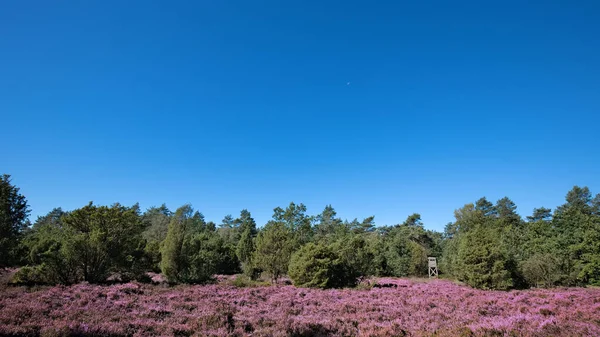粉红色的石楠景观与蓝天 — 图库照片