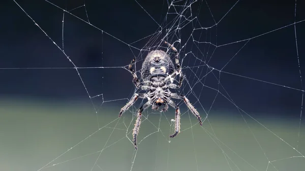 Pavouk Čeká Kořist Pavučině — Stock fotografie