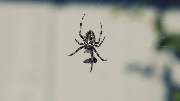 Europäische Gartenspinne Mit Beute Spinnennetz — Stockfoto
