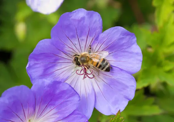 Geranium Pratense Fliegt Mit Bienen Den Garten Stockfoto