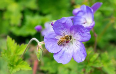 Geranium Pratense arılarla birlikte bahçede akıyor.