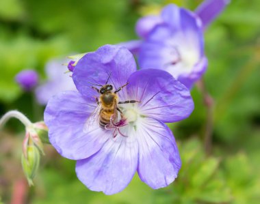 Geranium Pratense arılarla birlikte bahçede akıyor.