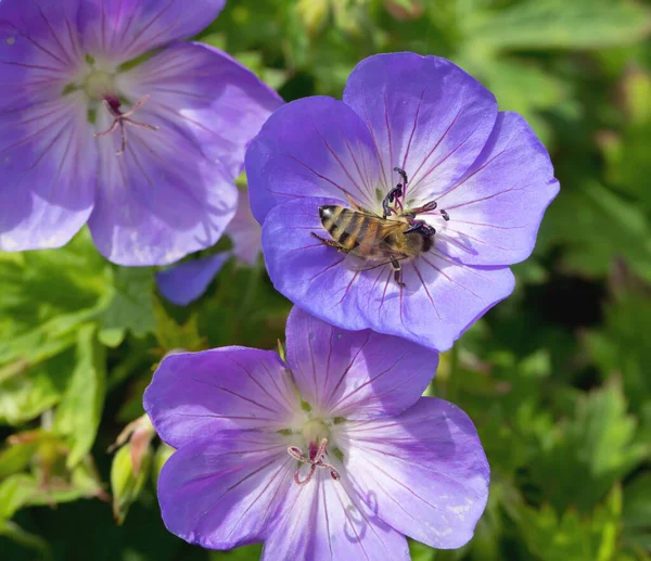 Geranium Pratense Fliegt Mit Bienen Den Garten — Stockfoto