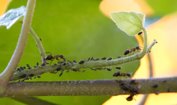 Großaufnahme Von Ameisen Und Blattläusen lizenzfreie Stockfotos