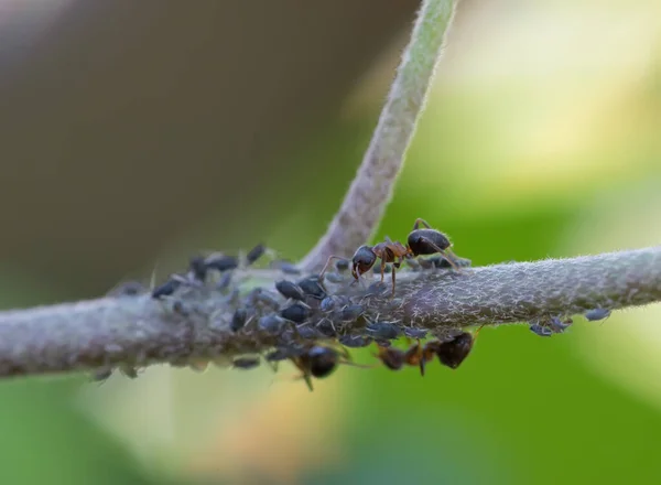 Großaufnahme Von Ameisen Und Blattläusen Stockbild