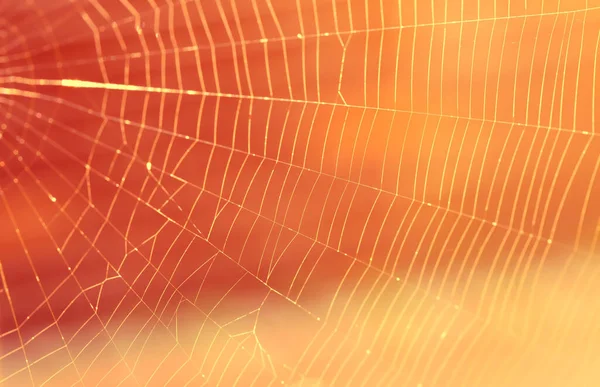 Nahaufnahme Eines Spinnennetzes Sonnenlicht Stockbild