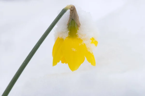 Narciso Amarillo Cubierto Nieve Jardín Fotos de stock libres de derechos