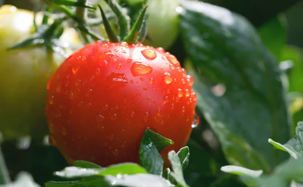 Mogna Och Omogna Tomater Vinrankan Efter Regn — Stockfoto