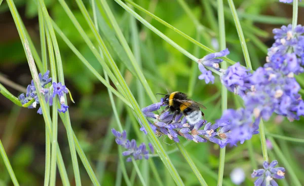 Blühender Lavendel Mit Hummel Garten — Stockfoto