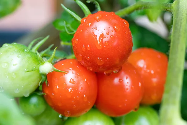 Rijpe Onrijpe Tomaten Wijnstok Een Regen Rechtenvrije Stockafbeeldingen