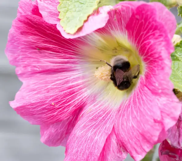 Pink Hollyhock Flower Blossoms Bumblebee Garden — Stock Photo, Image