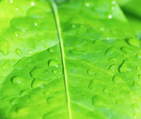 Grünes Zitronenblatt Nahaufnahme Mit Wassertropfen Geringe Schärfentiefe Stockfoto