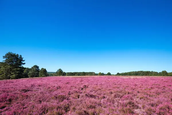 pembe heather manzara mavi gökyüzü ile