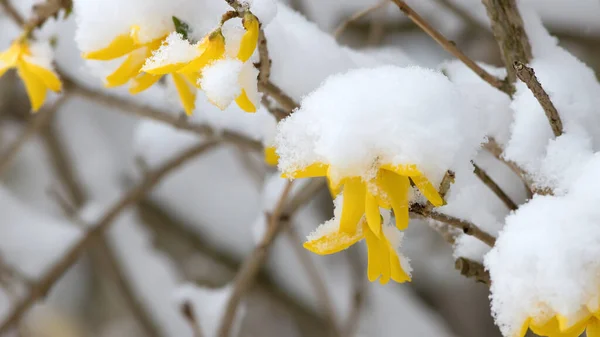 Sneeuw Bedekt Bloeiende Forsythia Tuin Rechtenvrije Stockafbeeldingen