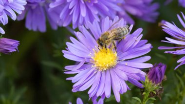 Sonbaharda menekşe astarı üzerinde arı