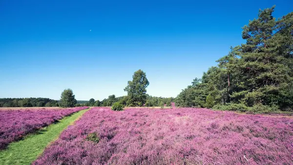 Stock image Pink heather landscape with a blue sky