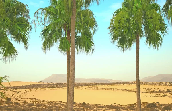 Wüste Mit Palmen Vordergrund lizenzfreie Stockbilder