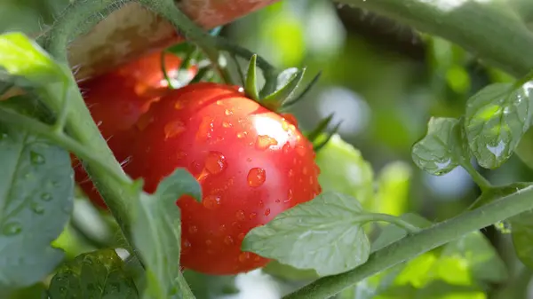 Rijp Tomaten Wijnstok Een Regen — Stockfoto