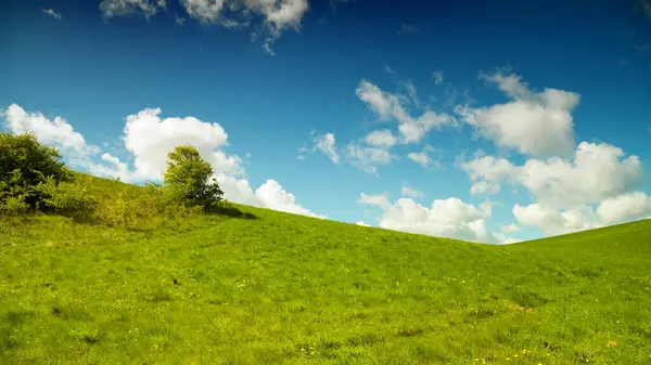 青い空の緑の牧草地 ストック画像