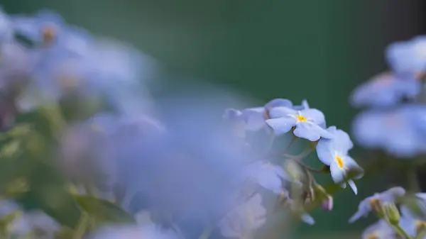 Kapat Beni Unutma Çiçekleri Sığ Tarlanın Derinliği Telifsiz Stok Imajlar