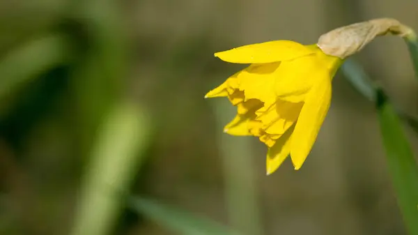 Bright Yellow Daffodil Garden Stock Photo