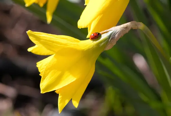 Gele Narcis Bloem Met Een Lieveheersbeestje Stockfoto